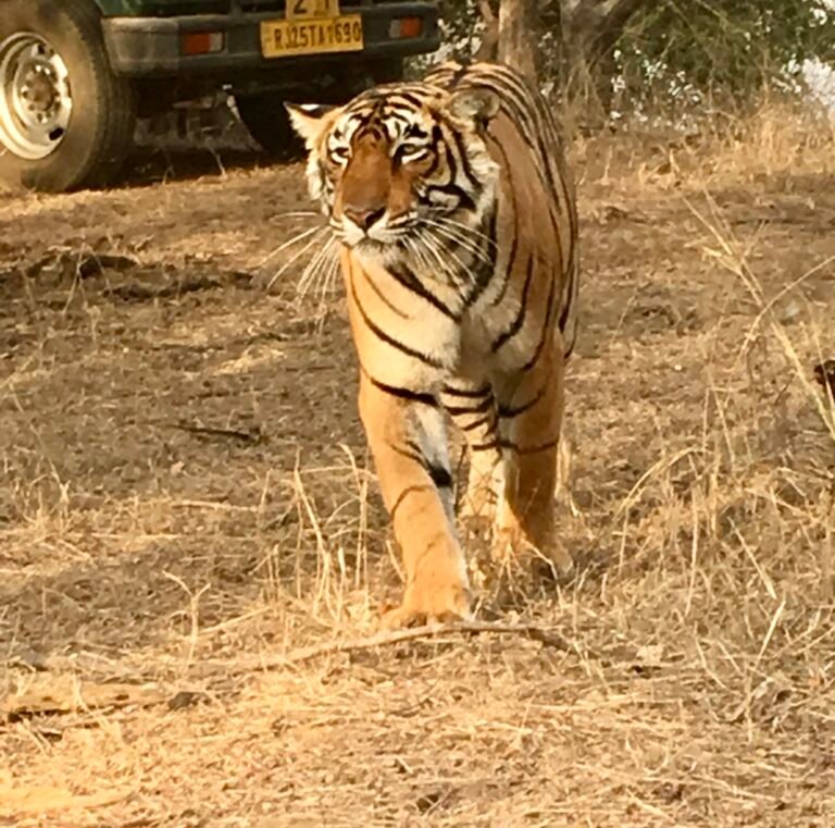 Tiger Parks Adventures